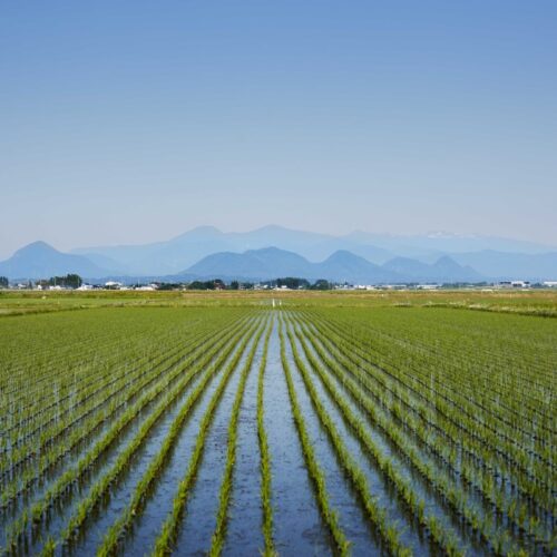 奥羽山脈からの伏流水によって育まれる宮城県の稲