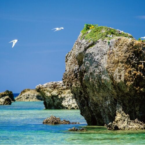 【絶景！】沖縄県宮古島市、空と海の青とアジサシの白が織りなす、さわやかな夏の風景【ほっとphoto便り】
