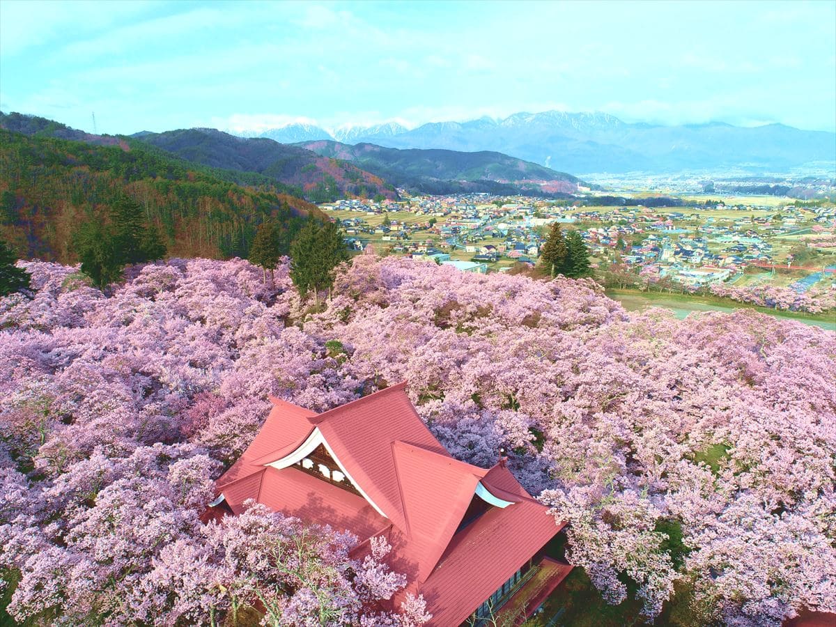 長野県伊那市の桜と中央アルプス