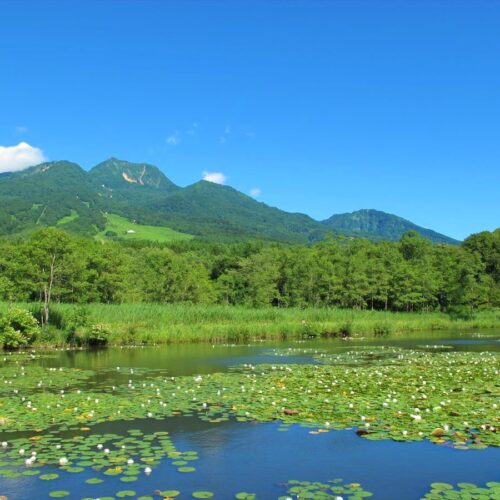 新潟県妙高市の「いもり池」