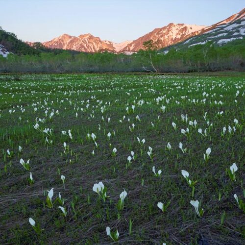 長野県小谷村の「栂池自然園」の水芭蕉