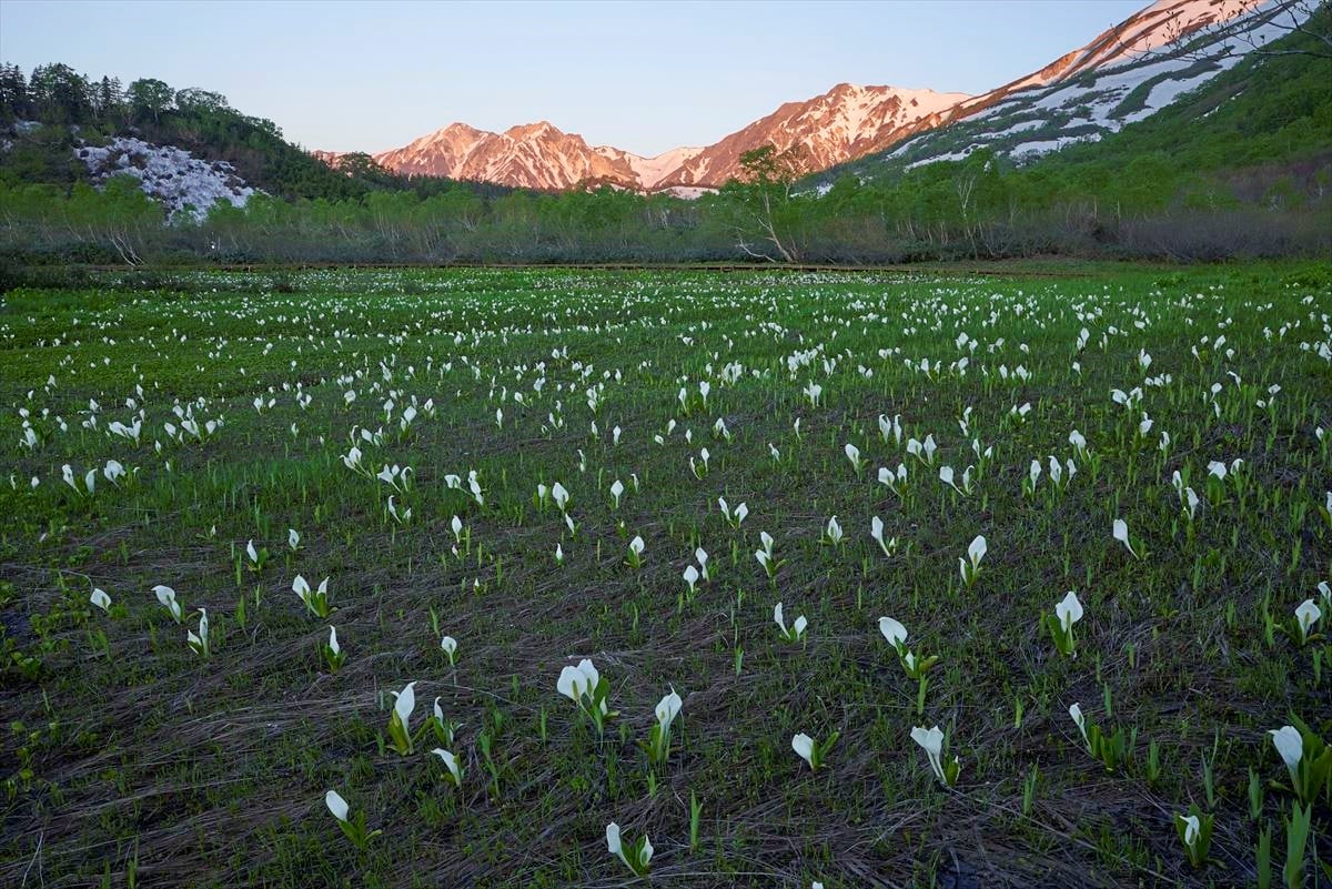 長野県小谷村の「栂池自然園」の水芭蕉