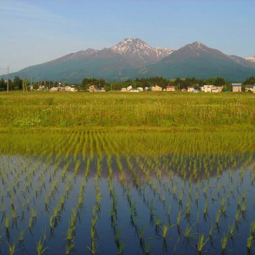 新潟県妙高市の田園風景から見た妙高山