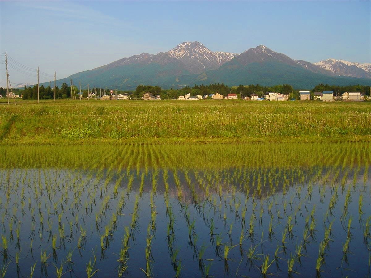 新潟県妙高市の田園風景から見た妙高山