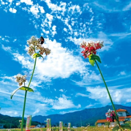 長野県青木村のそばの花と実のツインタワー