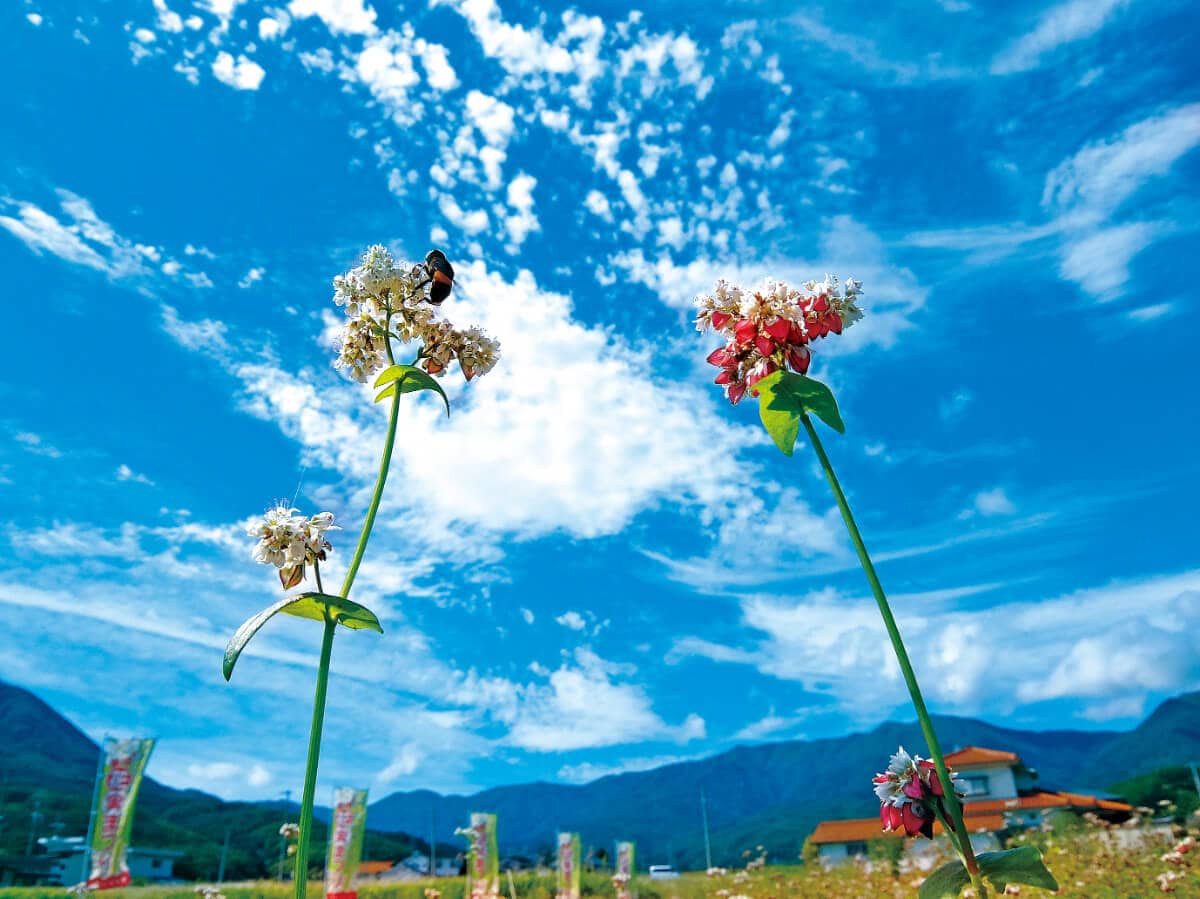 長野県青木村のそばの花と実のツインタワー