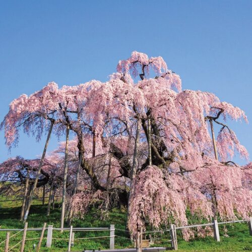 福島県三春町の三春滝桜