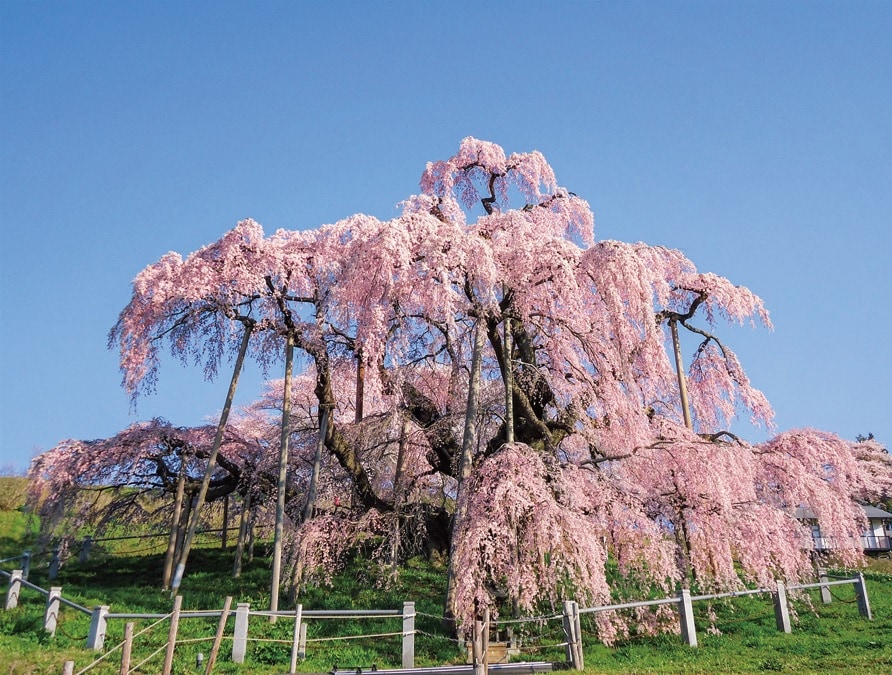 福島県三春町の三春滝桜
