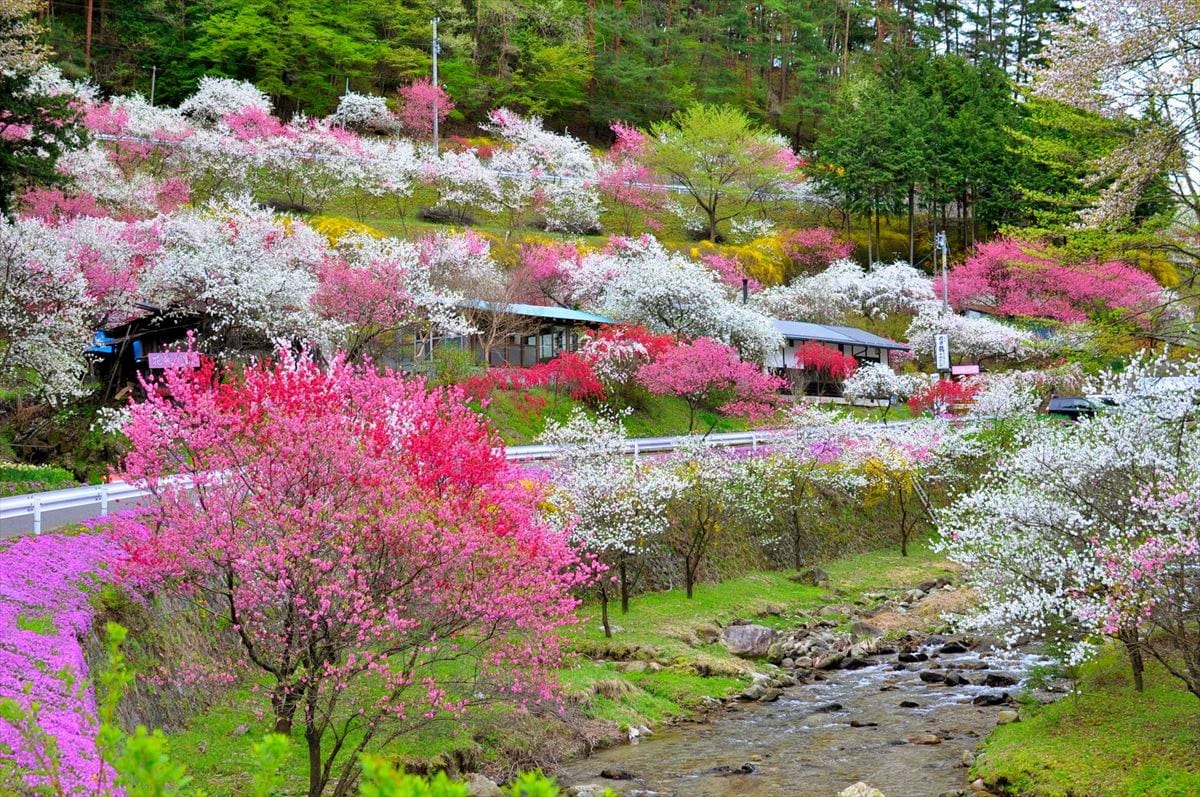 長野県駒ケ根市の花桃の里