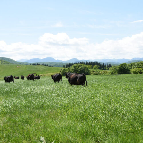 山形県尾花沢市で育つ雪降り和牛