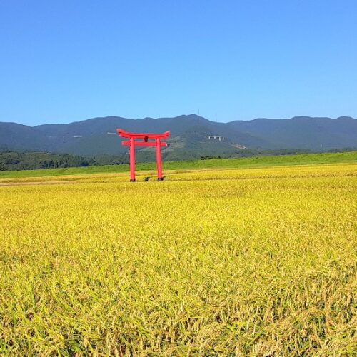 宮崎県えびの市はヒノヒカリの産地