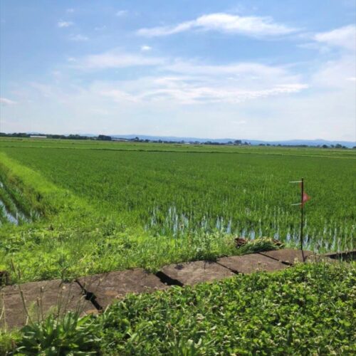 宮城県登米市の田んぼの風景