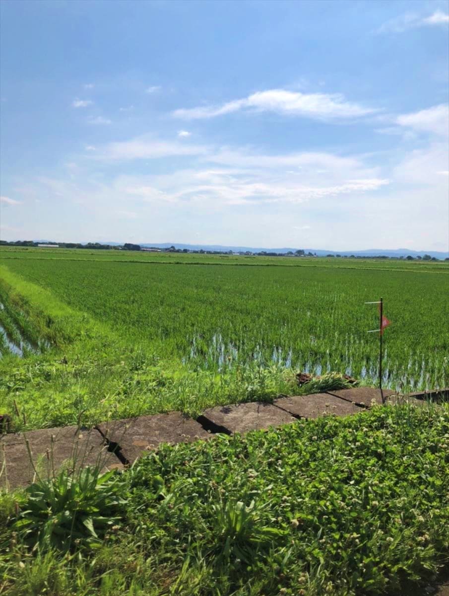宮城県登米市の田んぼの風景