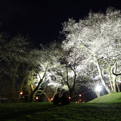 岩手県遠野市の鍋倉公園の夜桜