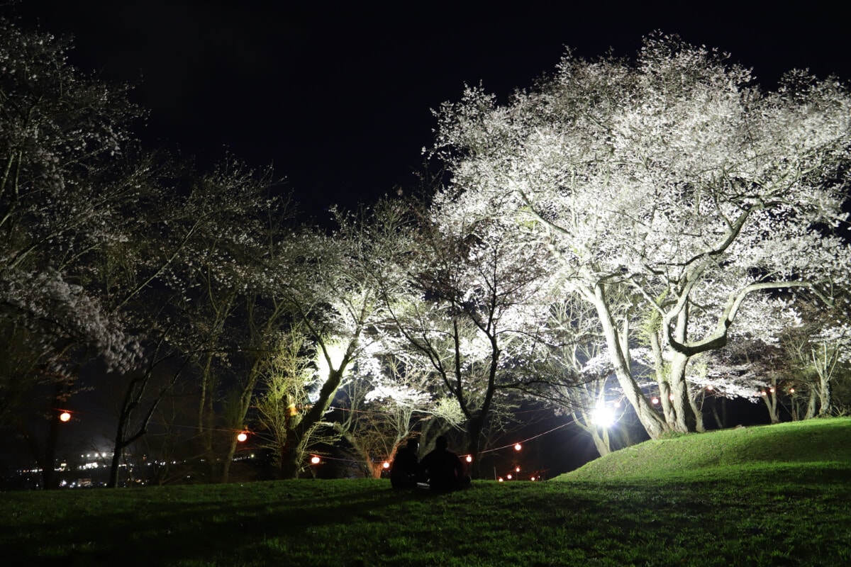 岩手県遠野市の鍋倉公園の夜桜