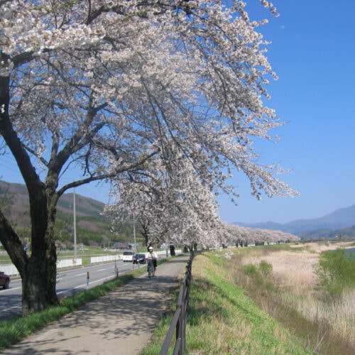 岩手県遠野市の桜並木