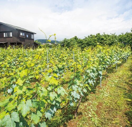 福島県大玉村で移住者が栽培しいてるブドウ畑