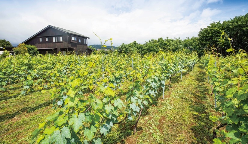 福島県大玉村で移住者が栽培しいてるブドウ畑