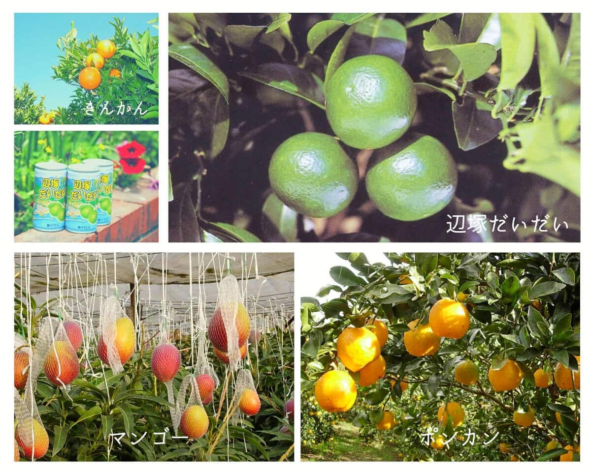 【果樹柑橘類の写真】鹿児島県肝付町の特産物は果樹柑橘類。きんかん、辺塚だいだい、ポンカン、マンゴーの写真が並ぶ。