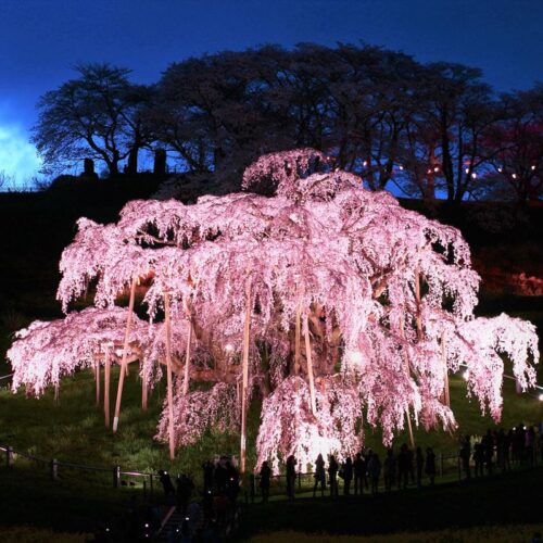 福島県三春町の三春滝桜