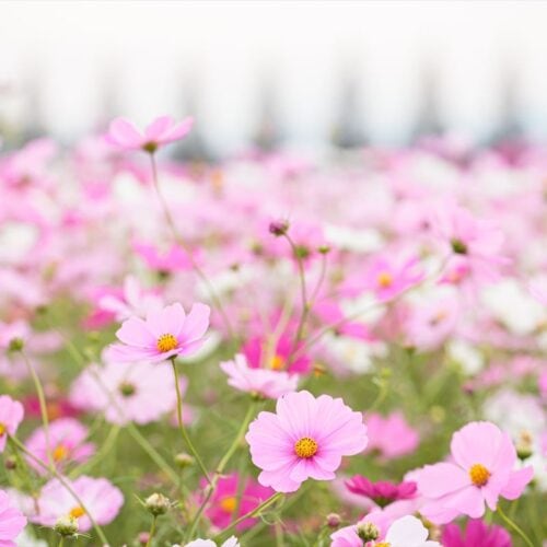 福岡県朝倉市のキリン花園