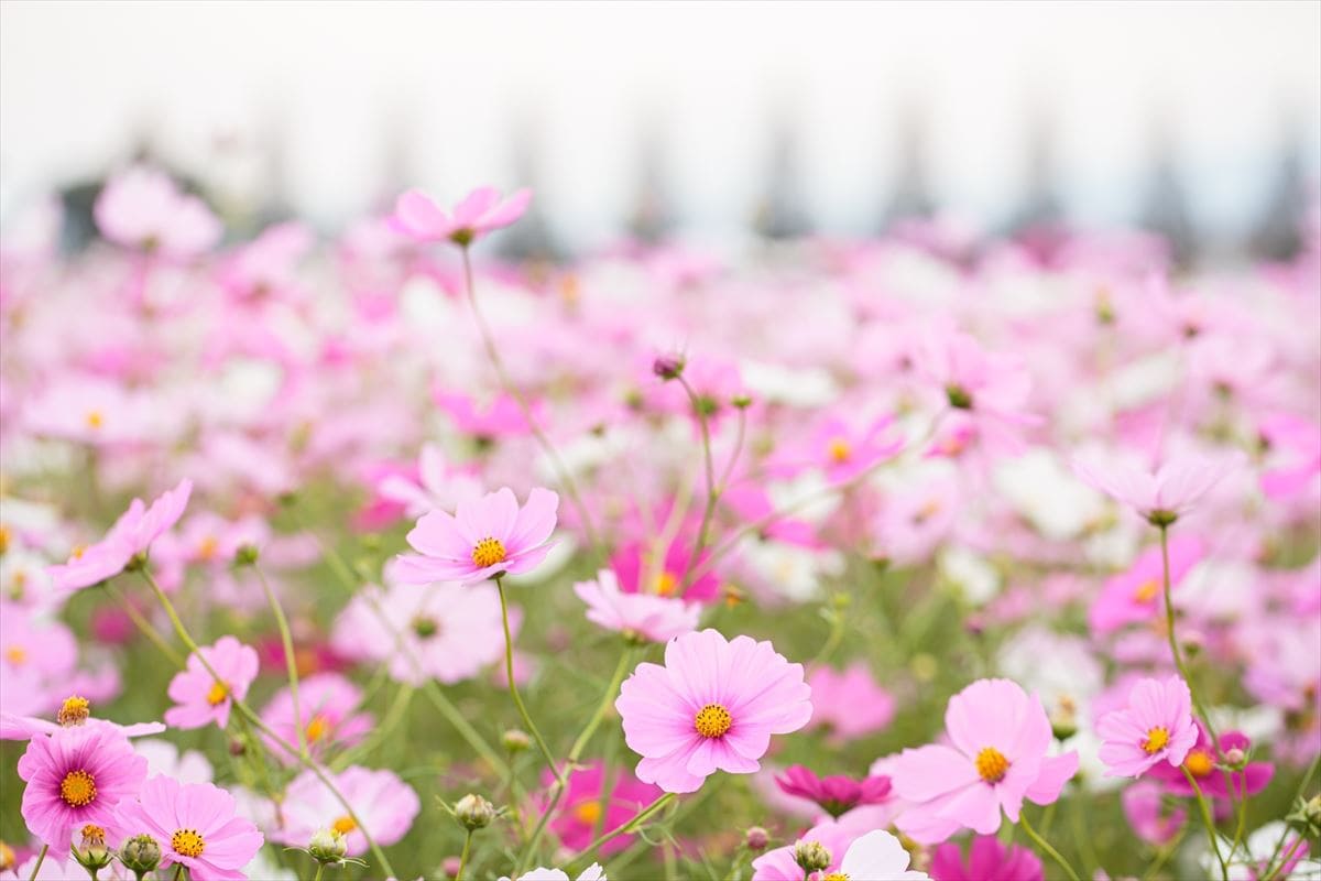 福岡県朝倉市のキリン花園