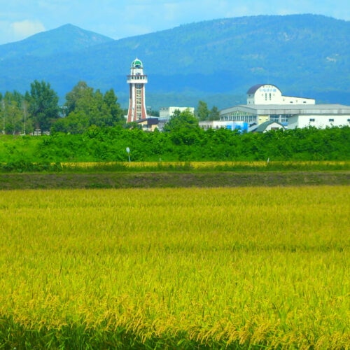 北海道秩父別町で収穫される米