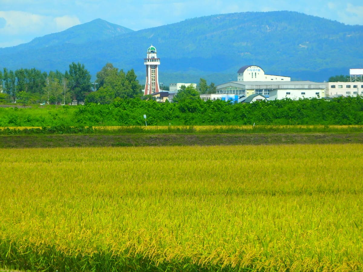 北海道秩父別町で収穫される米