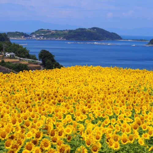 長崎県雲仙市の南串山ひまわり