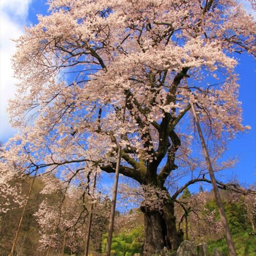 福島県川俣町の秋山の駒ザクラ