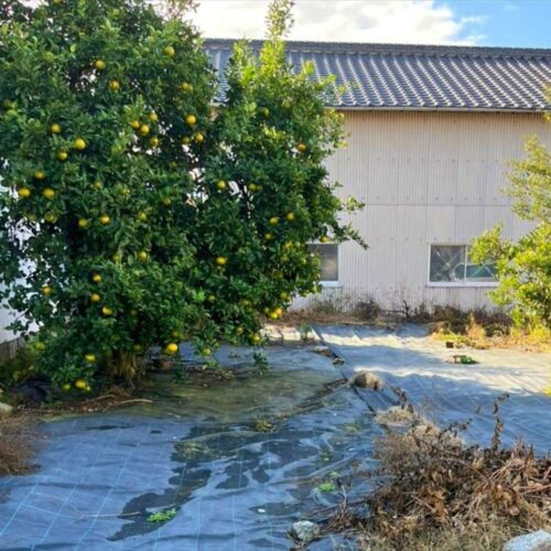福岡県朝倉市の物件の敷地に植わる果樹
