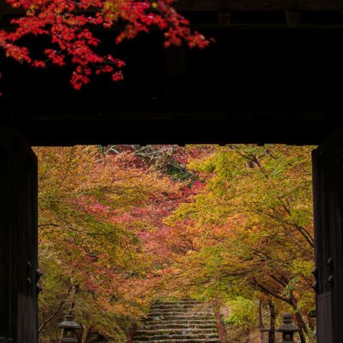 福岡県朝倉市にある秋月城の黒門と紅葉