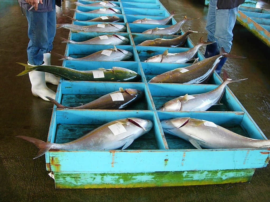 【辺塚（へづか）だいだいカンパチの写真】鹿児島県肝付町はカンパチの養殖でも有名。市場にはたくさんの辺塚だいだいカンパチが並んでいる。