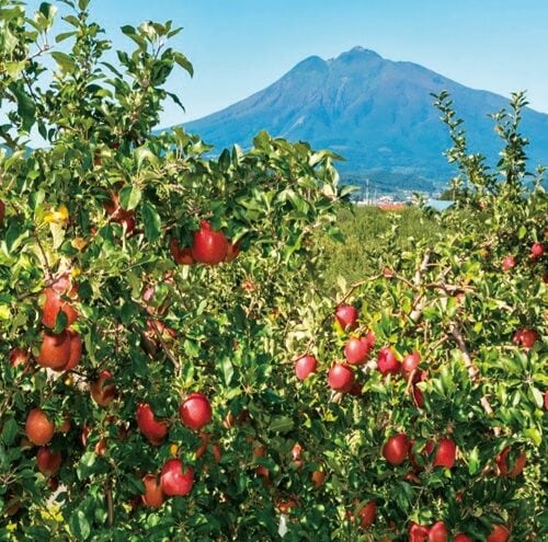 青森県弘前市。りんごの生産量は全国の約4分の1を占める