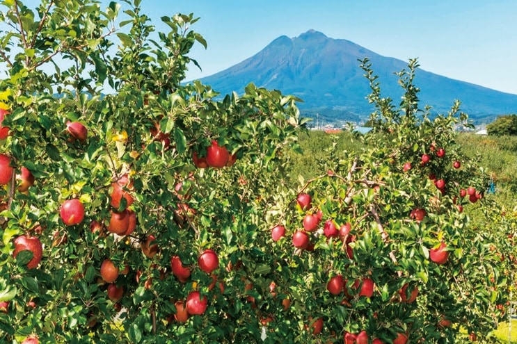 青森県弘前市。りんごの生産量は全国の約4分の1を占める