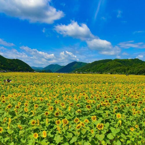 兵庫県佐用町のひまわり畑