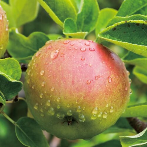 青森県弘前市では、よそのリンゴと差別化するため表記は平仮名