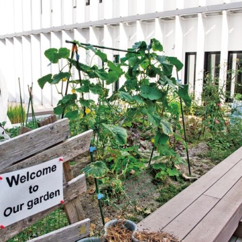 青森県八戸市。こども支援センターに通う子どもたちが花や野菜を育てる菜園