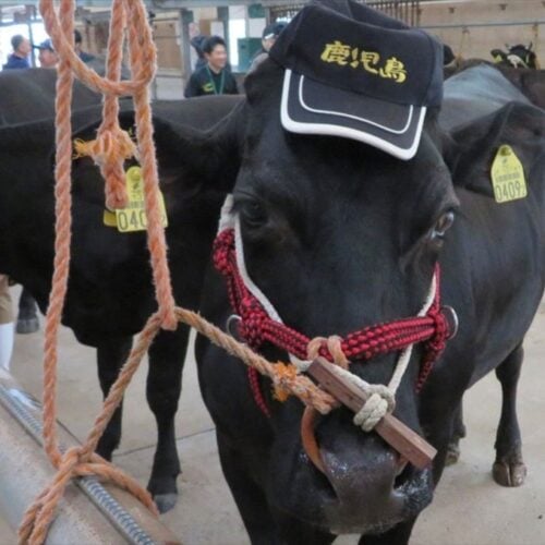 鹿児島県鹿屋市の肉用牛の産出額は国内トップクラス