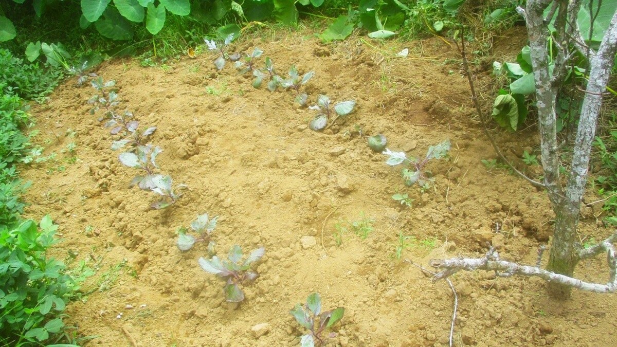 紫キャベツの土も同様にふかふかに。