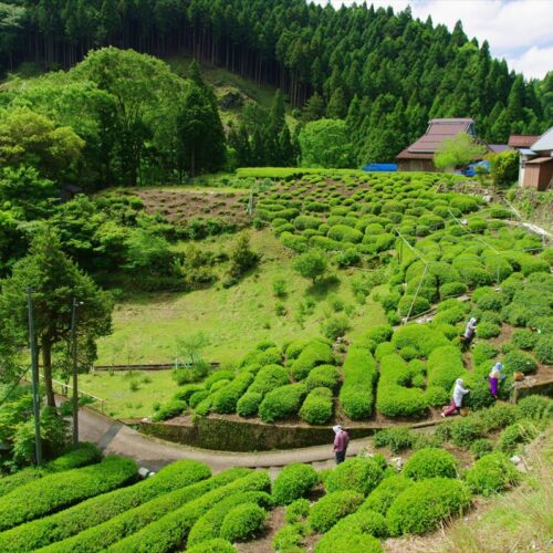 滋賀県東近江市の政所集落と茶畑