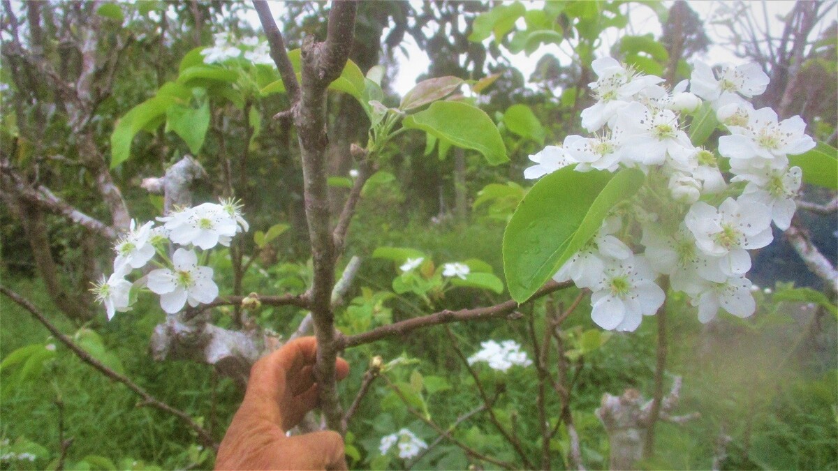 満開の梨の花。