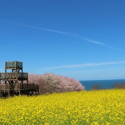 大分県豊後高田市の粟嶋公園