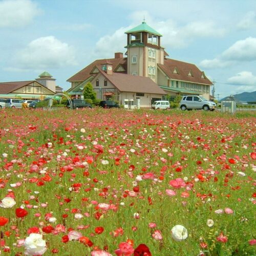 滋賀県東近江市の道の駅「あいとうマーガレットステーション」に咲くポピー