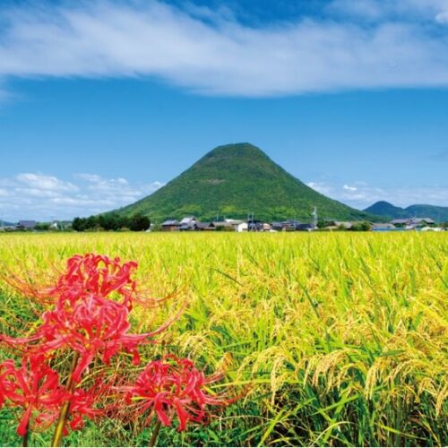 【絶景！】香川県丸亀市、讃岐富士の裾野に広がる黄金の風景【ほっとphoto便り】