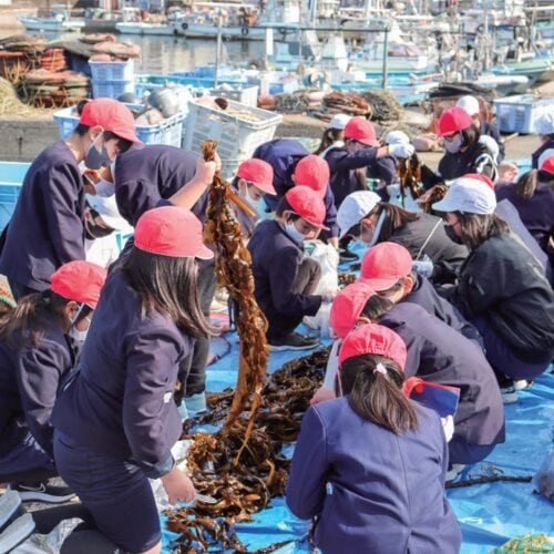 阪南市の小学校では、ワカメ収穫や海苔すき体験、アマモ場再生活動など、海洋教育を実施