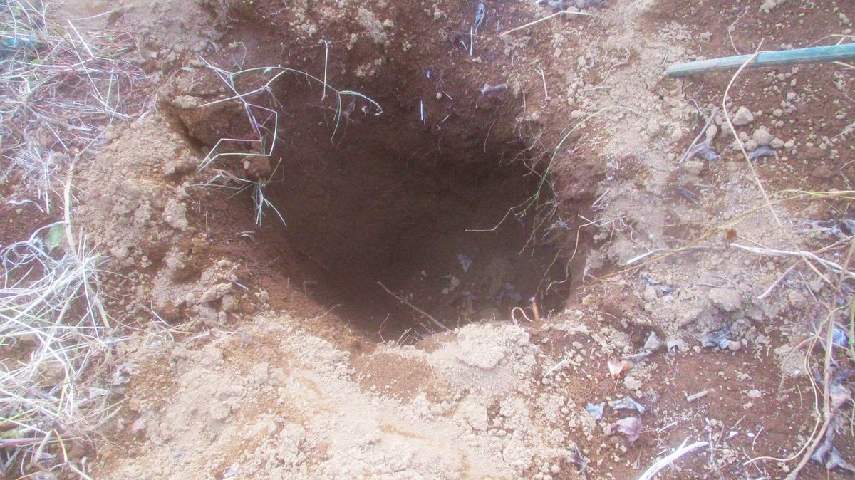 2本のヤマイモを掘るために出来た穴。直径60センチ、深さ80センチ。