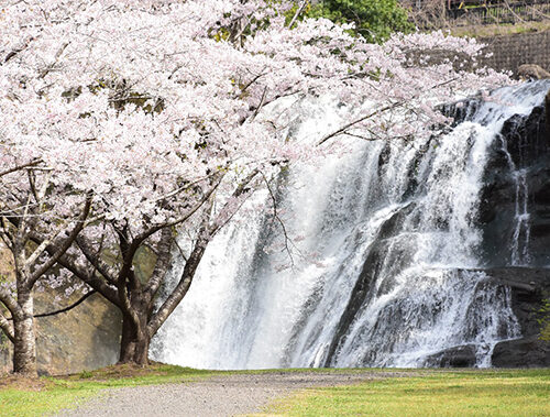 栃木県那須烏山市の龍門の滝と桜