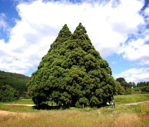 山形県鮭川村の小杉の大杉