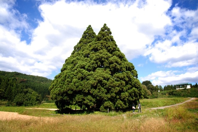 山形県鮭川村の小杉の大杉